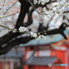 花園神社の白梅