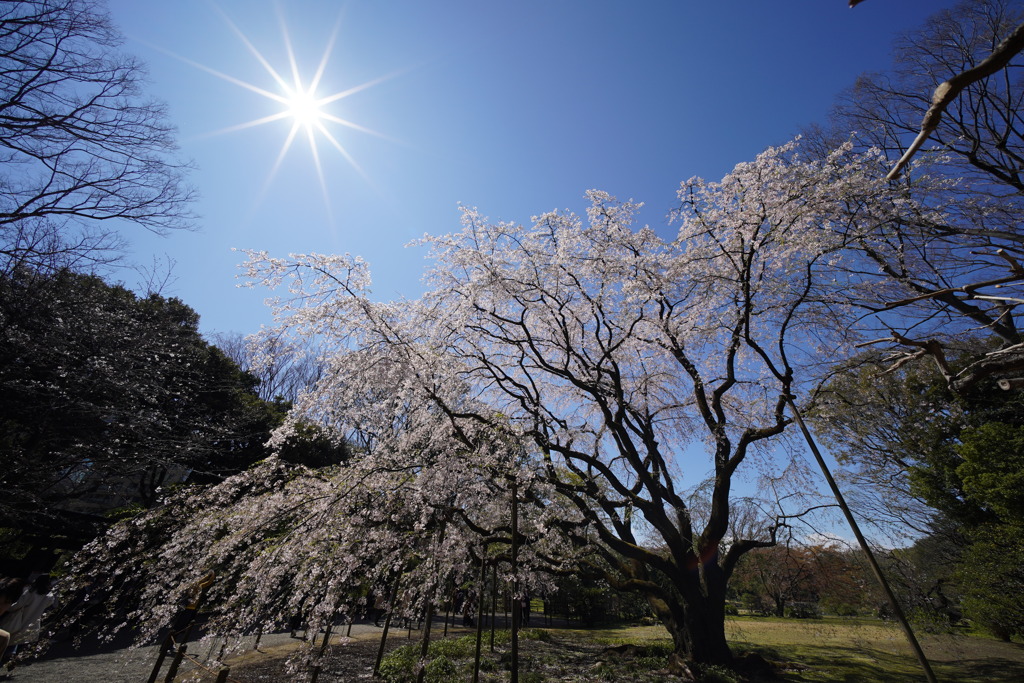 六義園しだれ桜0324-1