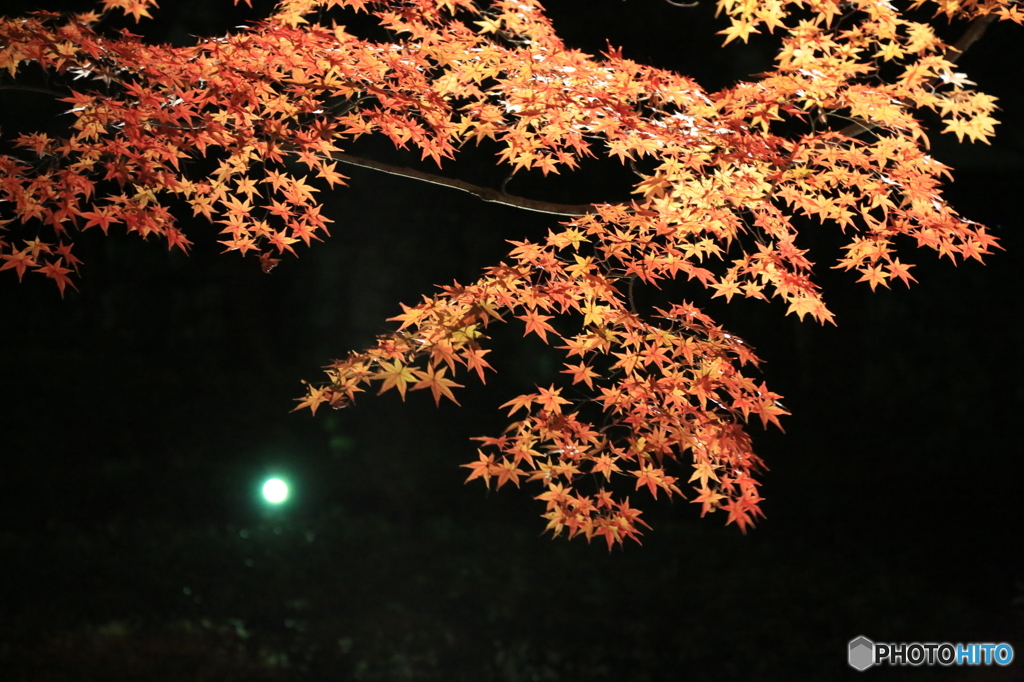 大田黒公園ライトアップ２