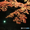 大田黒公園ライトアップ２