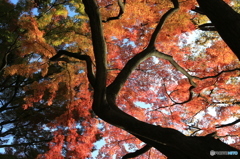 小石川後楽園6