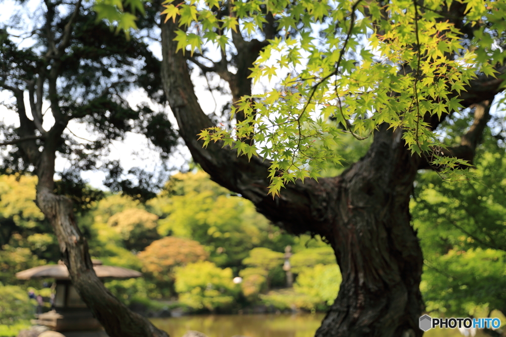 旧古河庭園　新緑のもみじ