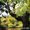 旧古河庭園　新緑のもみじ