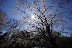 六義園しだれ桜0324-3