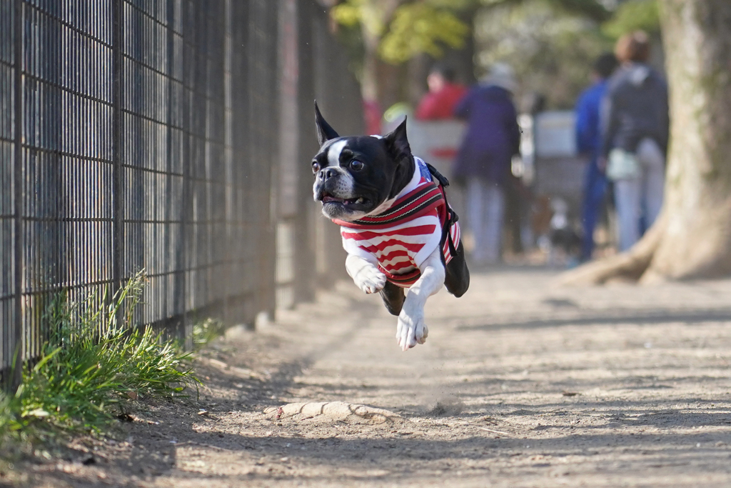 ひこう犬⁉