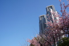 都庁と桜