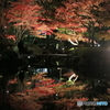 大田黒公園ライトアップ１