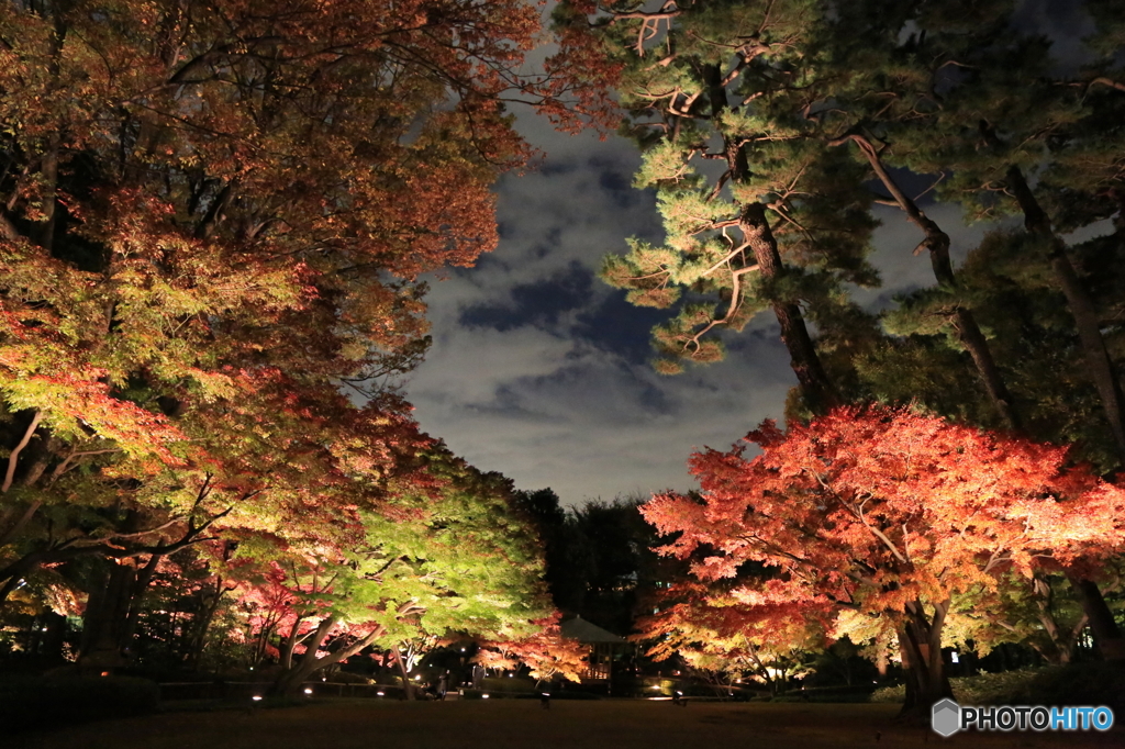 大田黒公園ライトアップ６