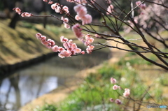 小石川後楽園の梅林にて