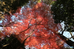 小石川後楽園4