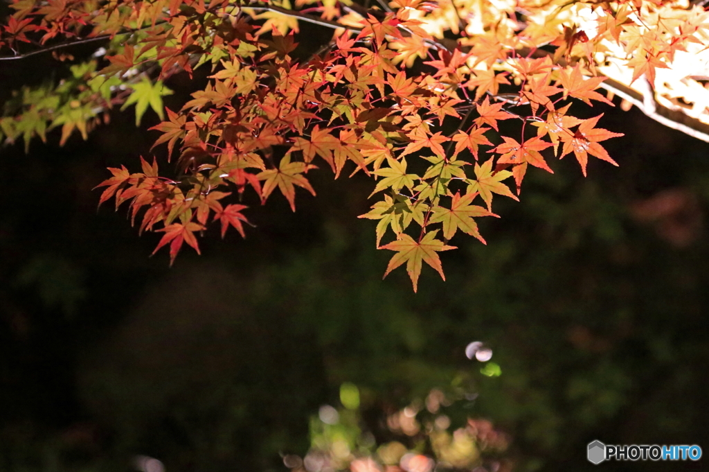 大田黒公園ライトアップ５