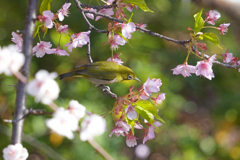 メジロ　葉桜