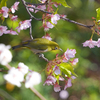 メジロ　葉桜