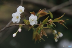 開花？