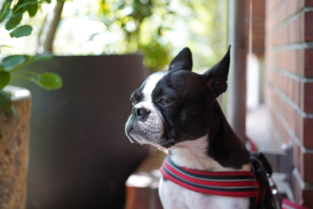 価格 Com 静かでおバカで白黒のかわいいやつ 小型犬 ボストン テリア 真珠王子さんのレビュー評価 評判