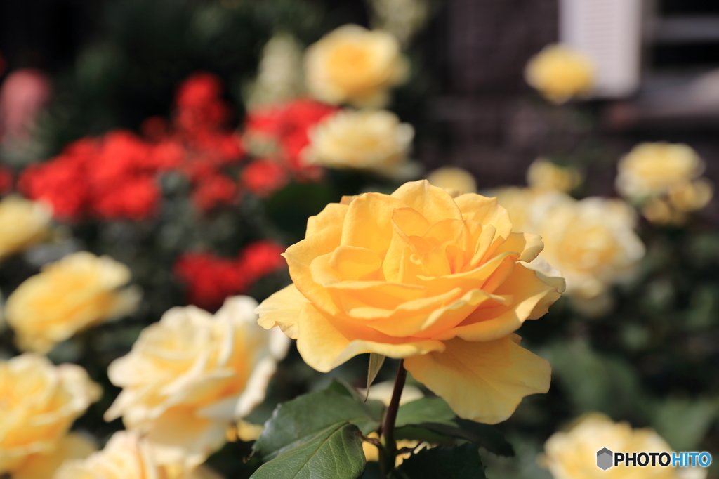 旧古河庭園の薔薇