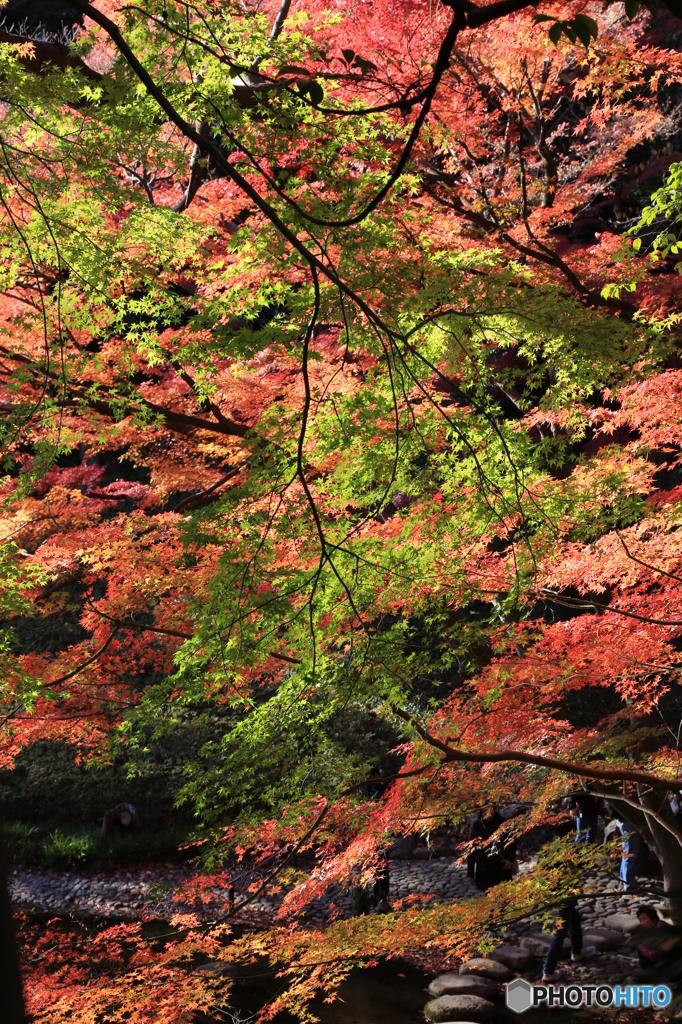 小石川後楽園3