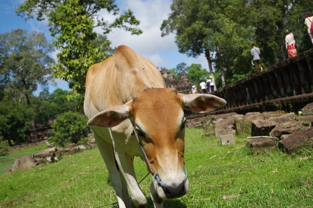 とりすぎだモー！