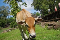 とりすぎだモー！