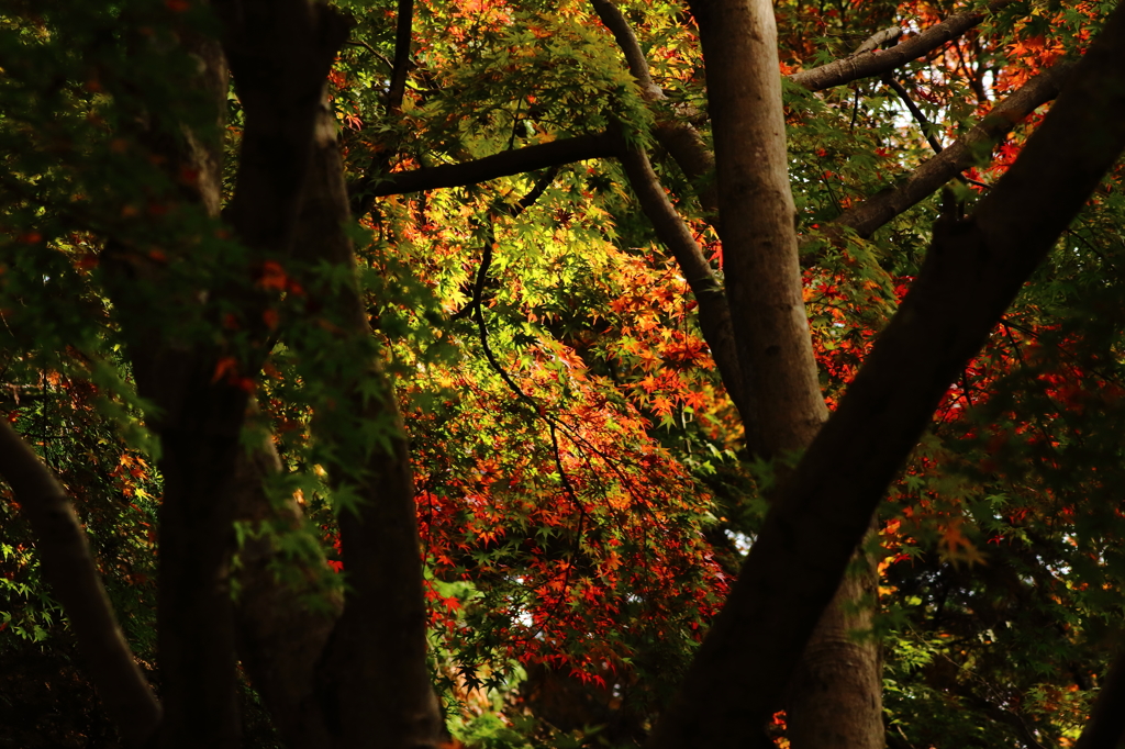 紅葉の森