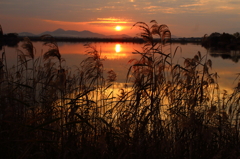 葦と夕日