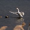コハクチョウ