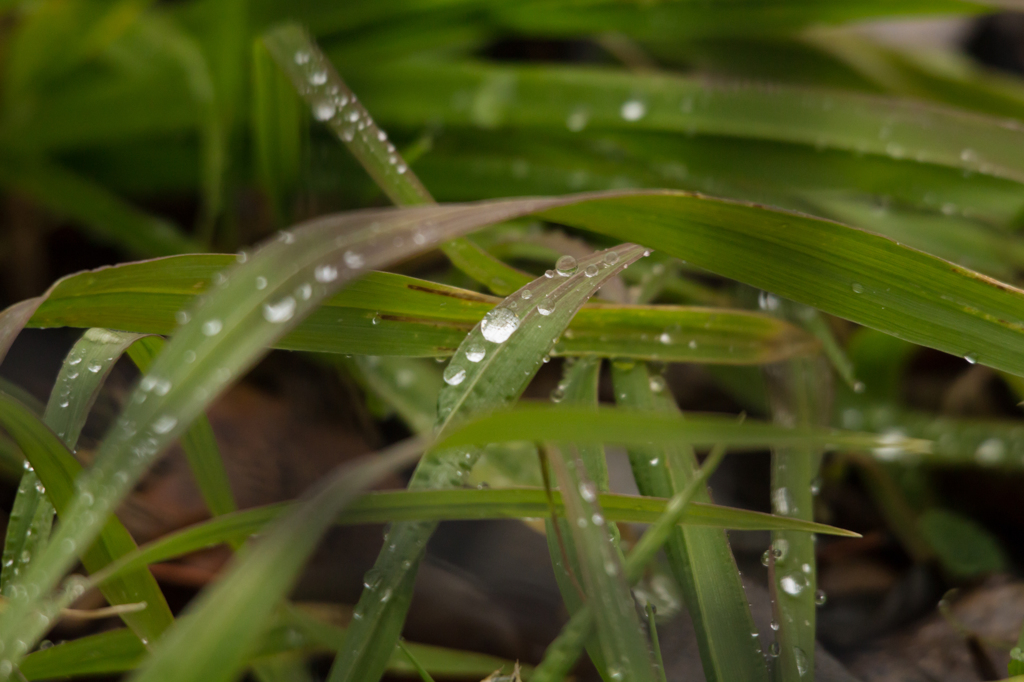 雨の降る場所