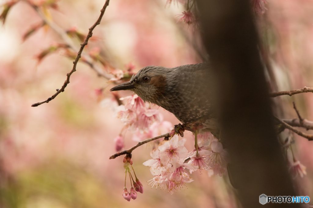 もう春になった？