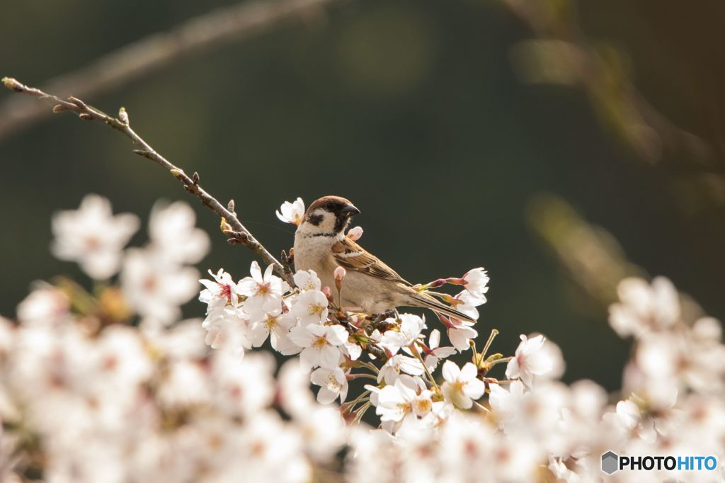 春になりました