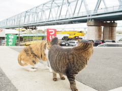 河川敷でねこ