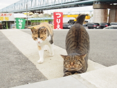 河川敷でねこ