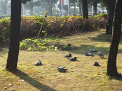 日向ぼっこ