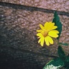 道路脇の花