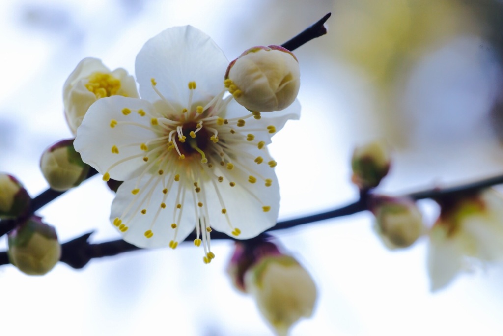 寒桜一分咲き