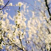 田舎の寒桜