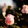 咲きかけの花