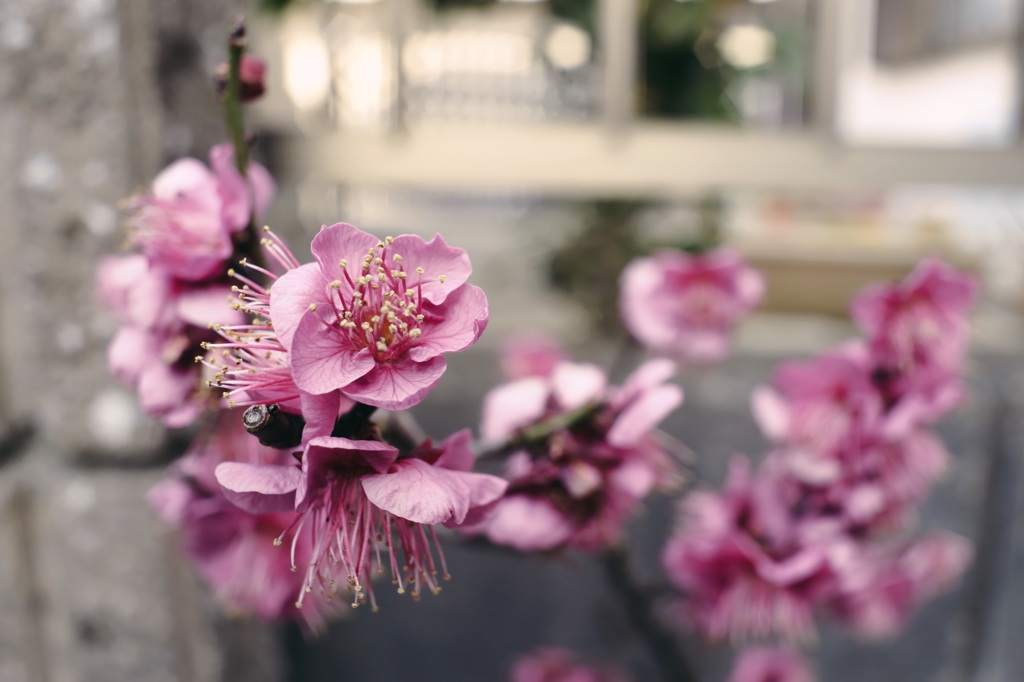 う、梅の花？？