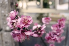 う、梅の花？？
