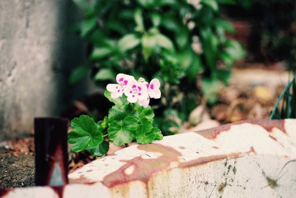 道端の花