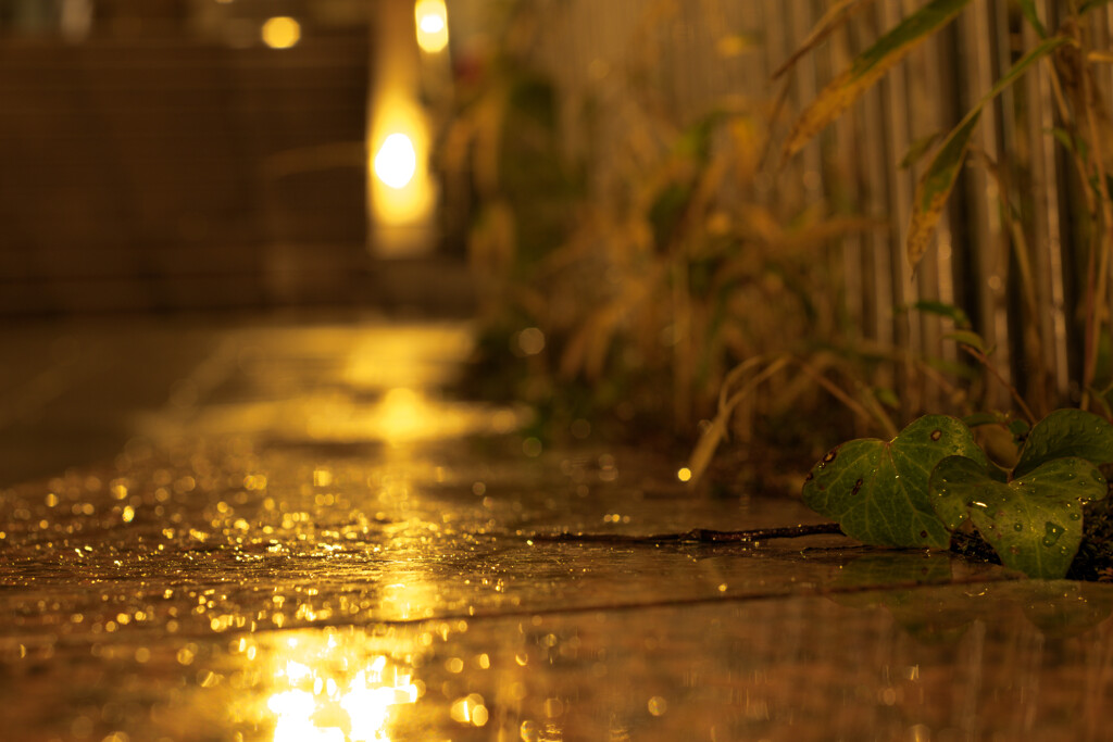 雨上がり