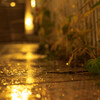 雨上がり