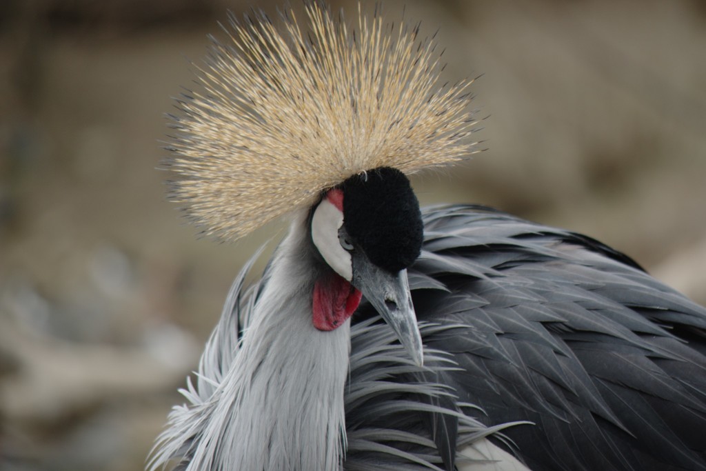 おしゃれしてます