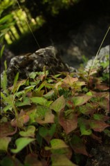 茂