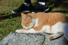 人慣れしてる野良猫