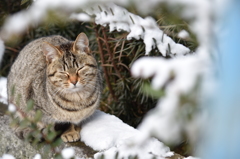 雪