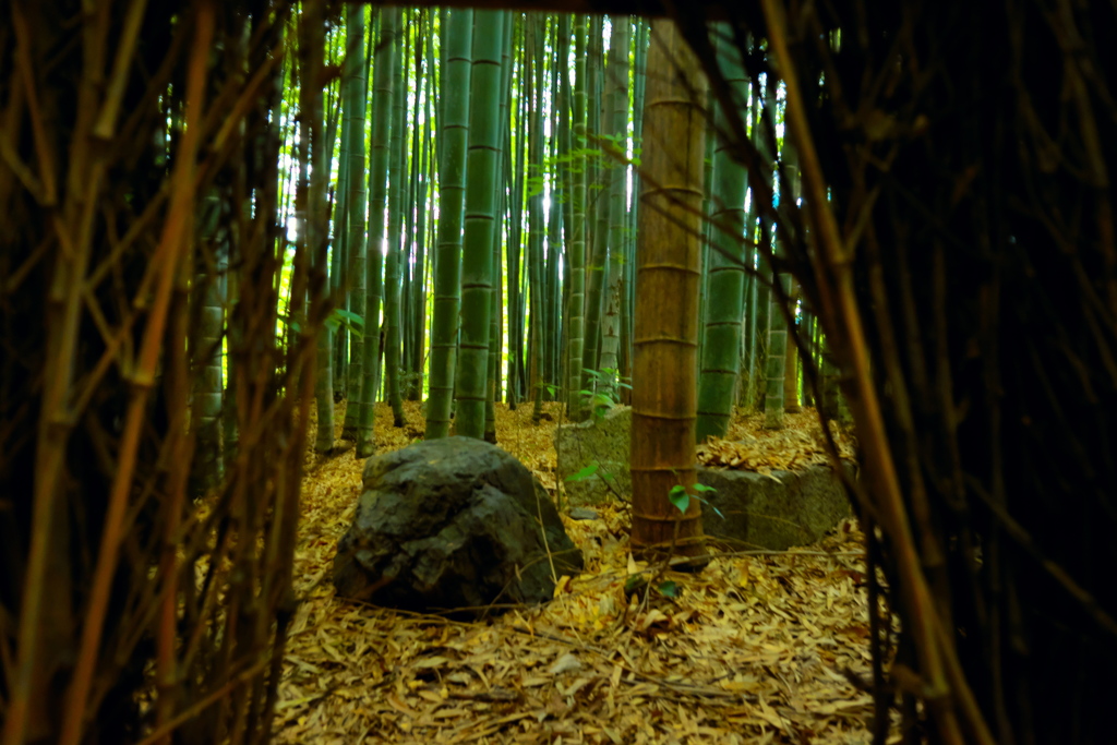 竹林