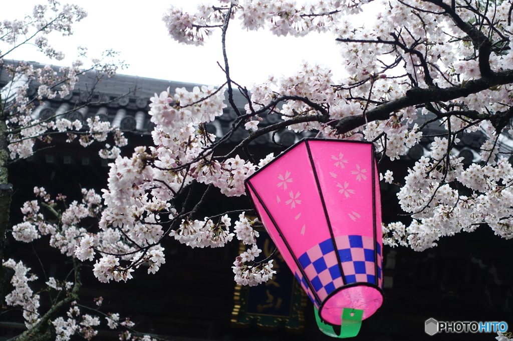 桜