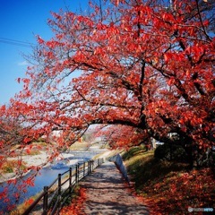 鴨川の秋