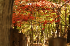 平林寺