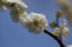 都立神代植物公園　壱